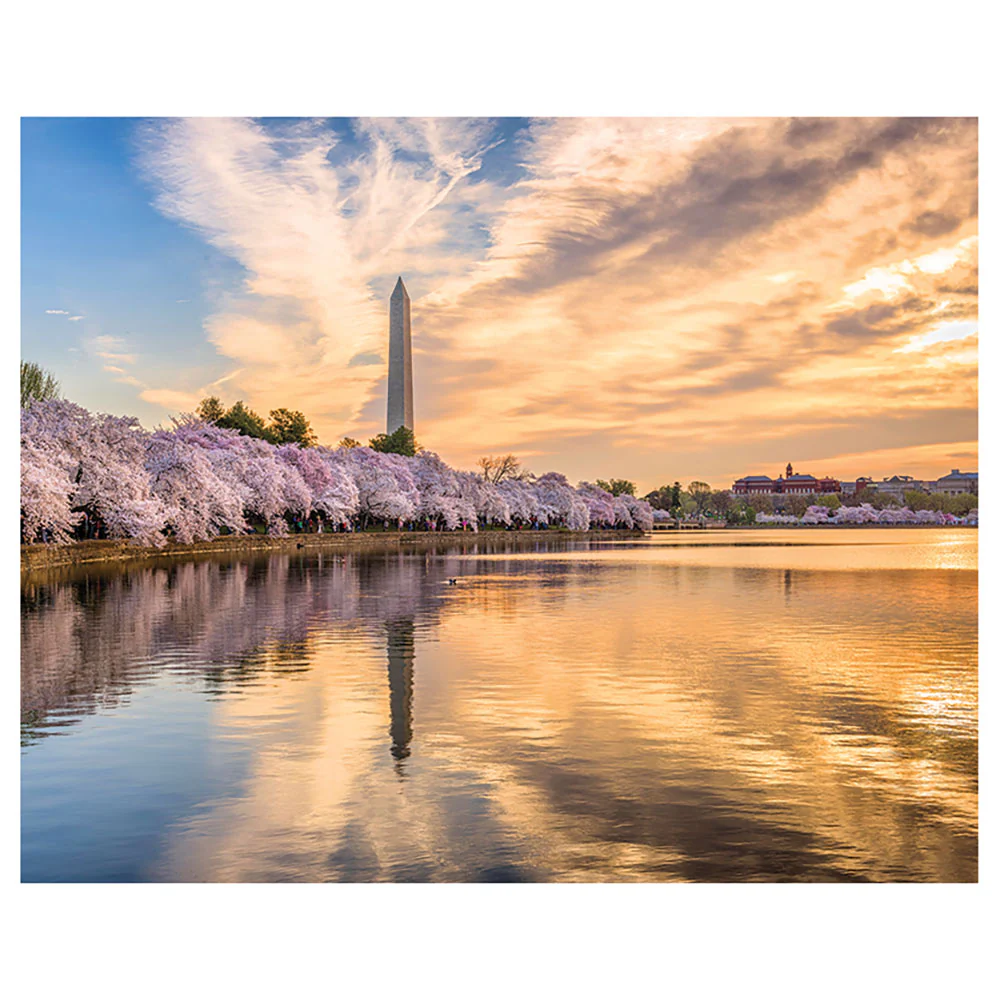 Cherry Blossoms - The Tidal Basin 1000-piece Puzzle - Image 2